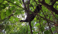Penelope obscura