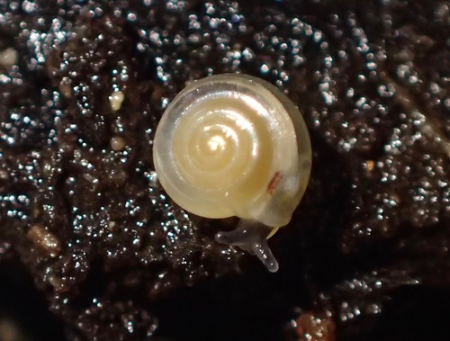 Milky Crystal-snail