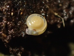 Vitrea contracta