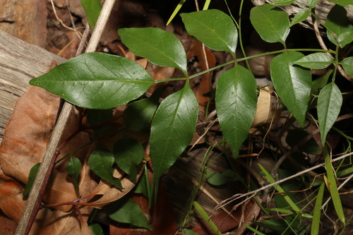 Pandorea jasminoides