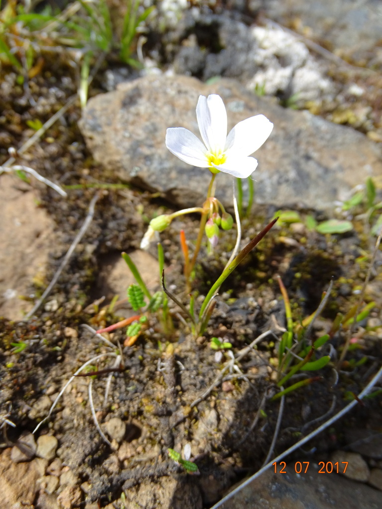 Montia vassilievii