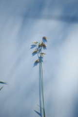 Bouteloua diversispicula