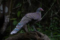 Germain's Peacock-Pheasant photo 3