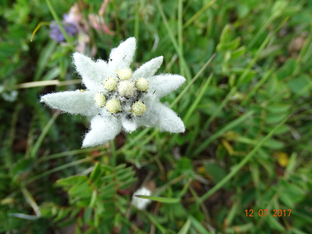 Leontopodium charkeviczii