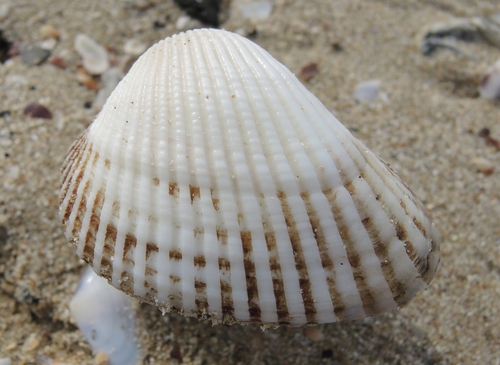 Kagoshima Blood Cockle