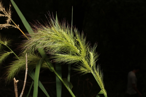 Image of Echinochloa telmatophila by (c) Greg Tasney, some rights reserved (CC BY-SA)