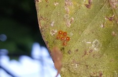 Heraclides hectorides