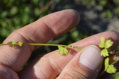 Image of Ranunculus platensis by (c) Dan Johnson, some rights reserved (CC BY)