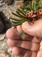 Pinus balfouriana