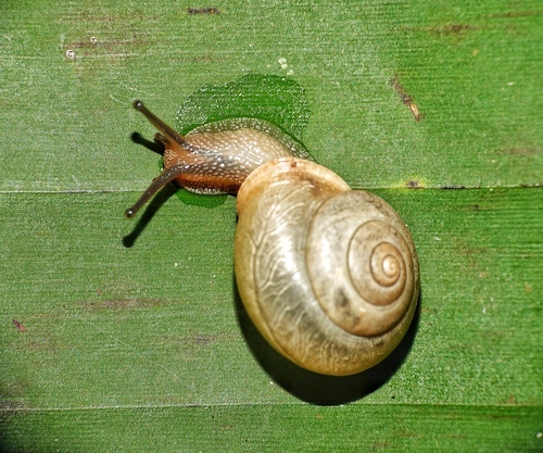 Bradybaena similaris observed 2023-03-06