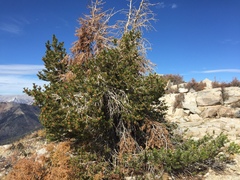 Pinus balfouriana