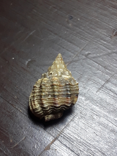 Phrontis nassiformis observed 2023-03-05