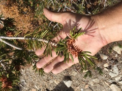 Pinus balfouriana