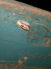 Stagmomantis californica