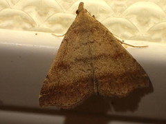 Tetanolita palligera