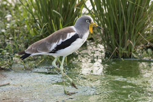 Vanellus albiceps