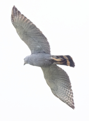 Buteo nitidus image