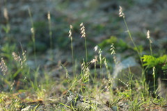 Bouteloua diversispicula