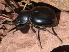 Psammodes
