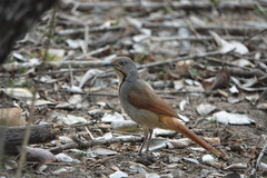 Cichladusa arquata