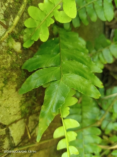 Arthropteris palisotii iNat (3)