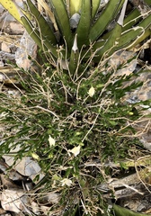 Menodora