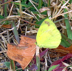 Eurema hecabe solifera