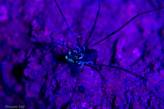 Forsteropsalis marplesi