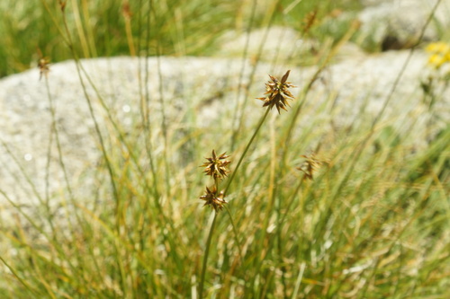 Carex pyrenaica iNat (3)