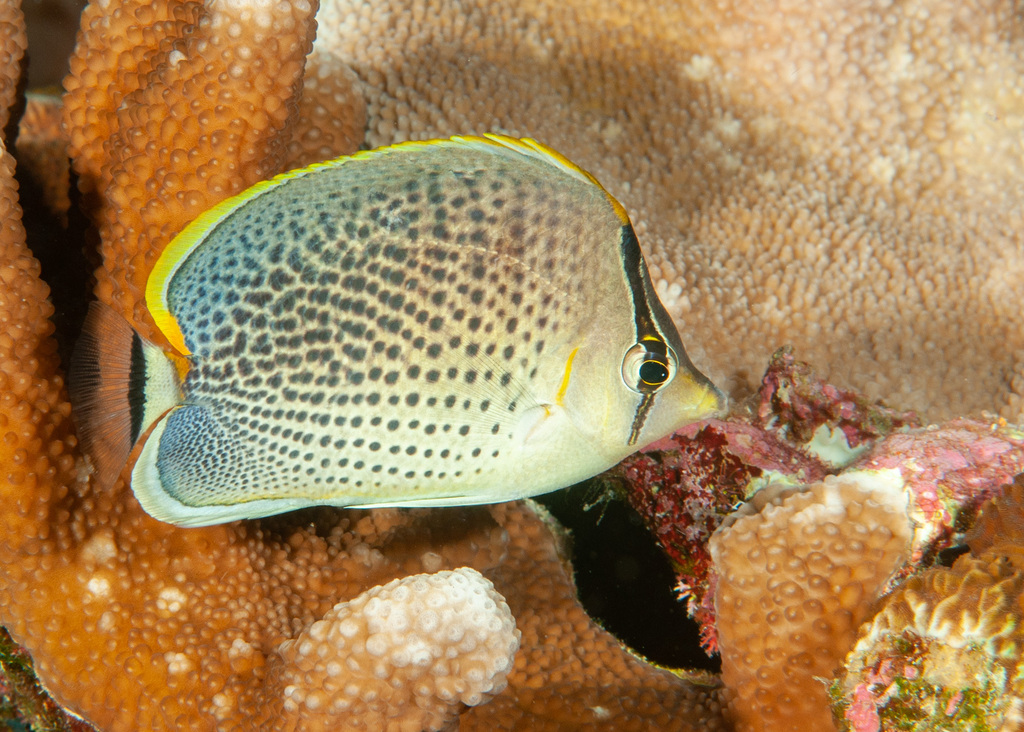 Peppered Butterflyfish