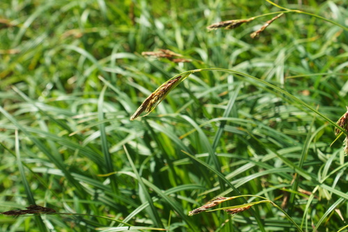 Carex flavocuspis iNat (1)