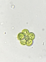 Pandorina