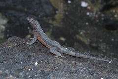 Microlophus albemarlensis