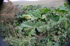 Gunnera tinctoria