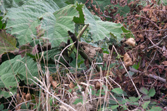 Gunnera tinctoria