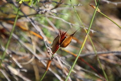Willdenowia glomerata