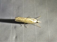 Fissicrambus profanellus