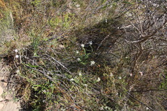 Willdenowia glomerata