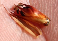 Willdenowia glomerata