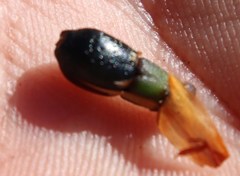 Willdenowia glomerata