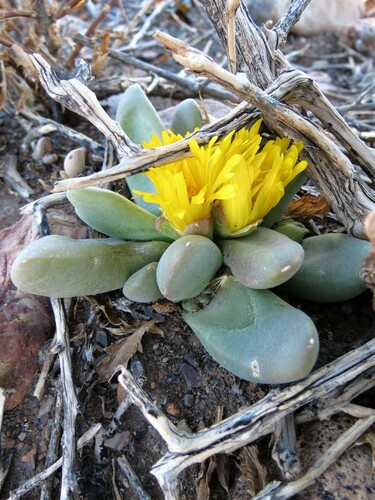 Image of Glottiphyllum suave by (c) Christiaan Viljoen, some rights reserved (CC BY)