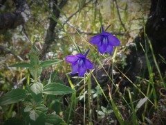 Delphinium pedatisectum