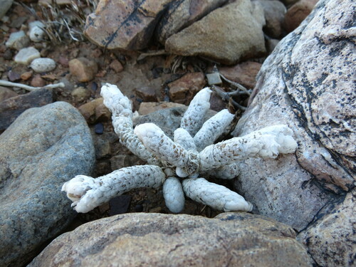 Anacampseros papyracea (Anacampseros papyracea)