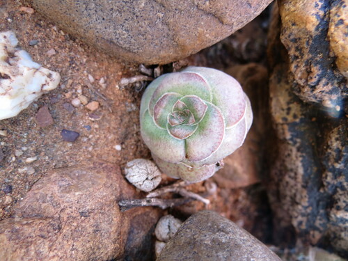 Crassula hemisphaerica