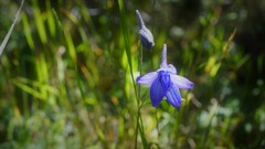 Delphinium pedatisectum