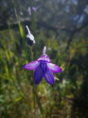 Delphinium pedatisectum