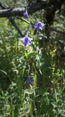Delphinium pedatisectum