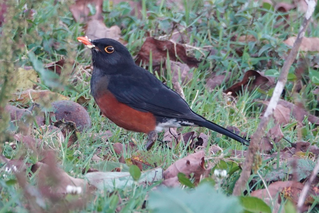 La Selle Thrush