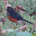 La Selle Thrush - Photo (c) Adam Winer, some rights reserved (CC BY-NC), uploaded by Adam Winer