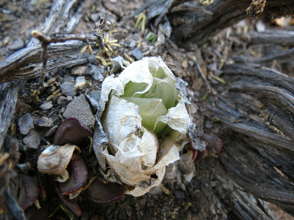 Haworthia lockwoodii, Central Karoo, ZA-WC, ZA